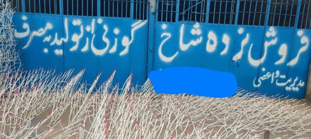 حفاظ شاخ گوزنی واعظی نژاد در زاهدان