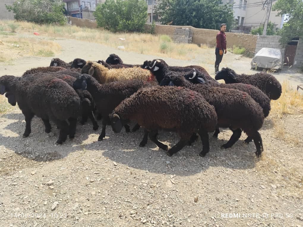 فروش گوسفند زنده رضایی در تهران