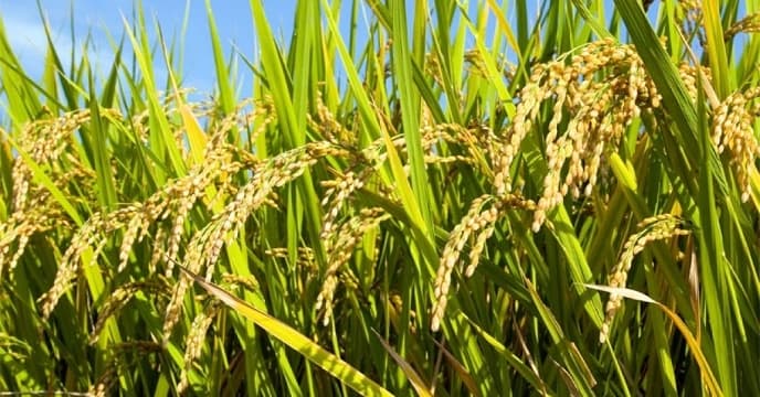 برنج فروشی شمس در چالوس