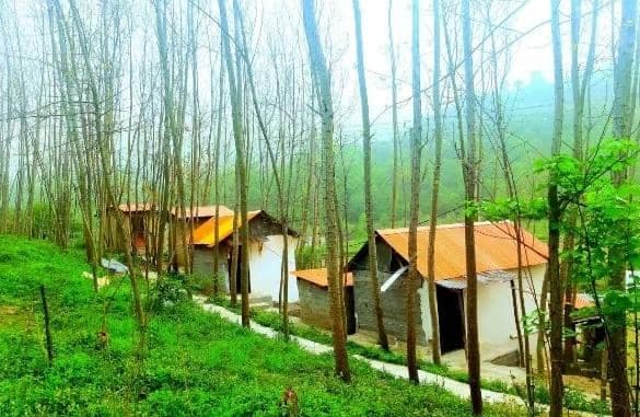 کافه رستوران جنگلی سنوبر در پل سفید سوادکوه