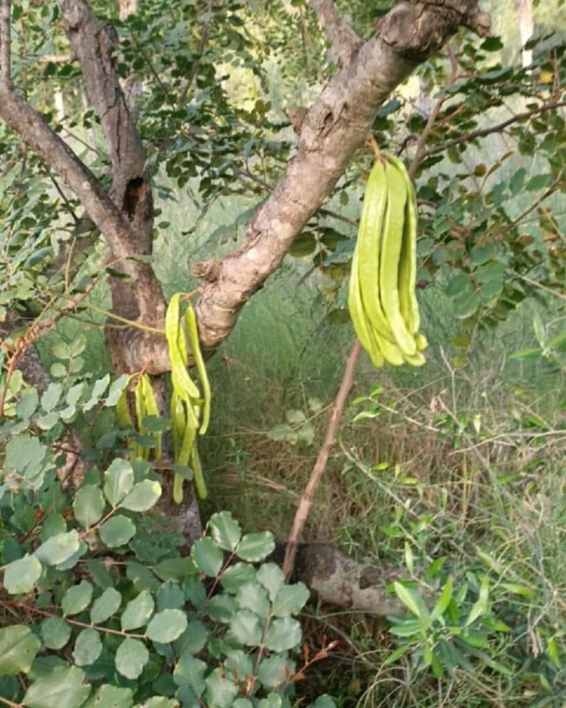 نهالستان مهندس حسینی در میاندوآب