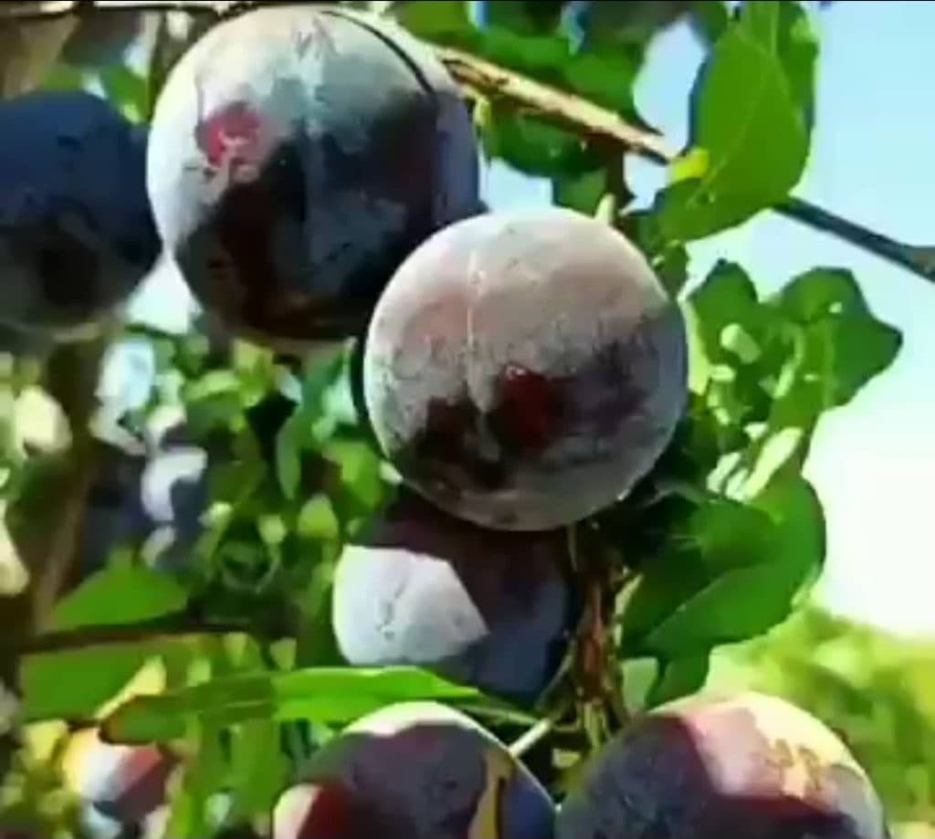 نهالستان ایده آل در میاندوآب
