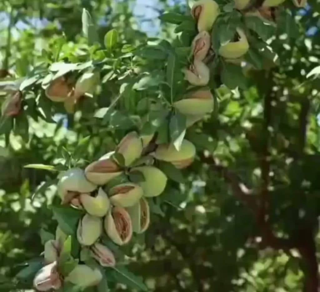نهالستان ایده آل در میاندوآب