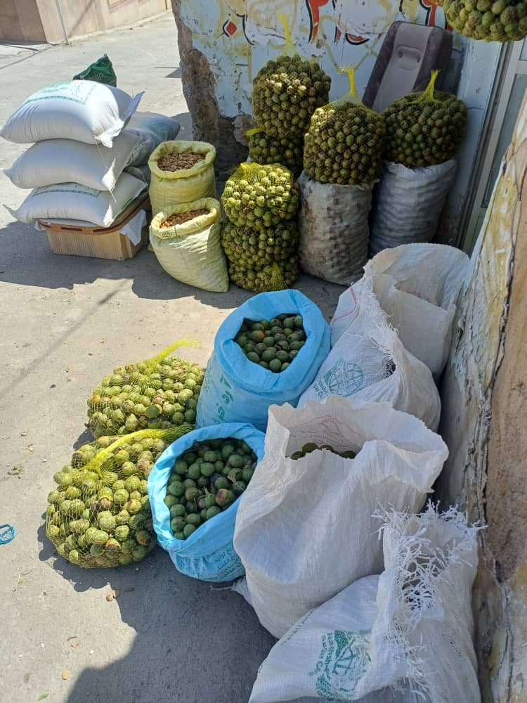 خرید و فروش ارقام بادام تجاری و گردو درخشان در شهرکرد