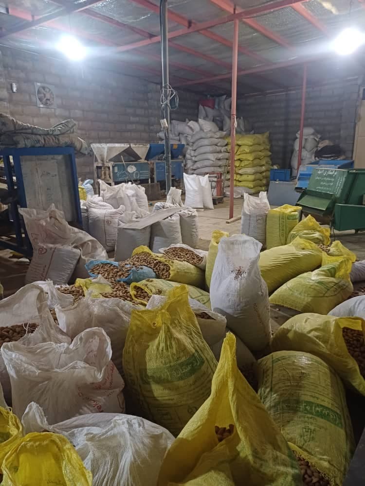 خرید و فروش ارقام بادام تجاری و گردو درخشان در شهرکرد