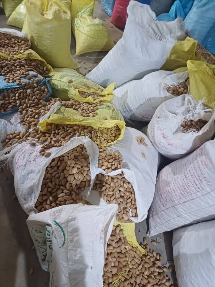 خرید و فروش ارقام بادام تجاری و گردو درخشان در شهرکرد