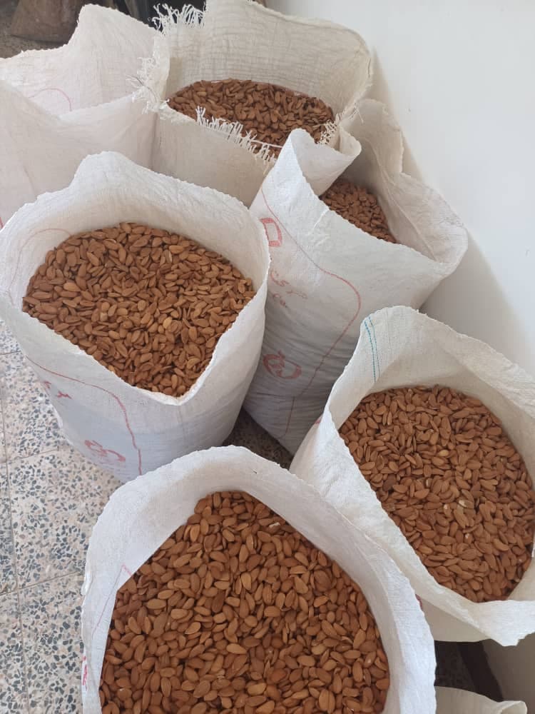 خرید و فروش ارقام بادام تجاری و گردو درخشان در شهرکرد