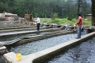 آموزش خدمات پرورش ماهی مهندس محمدی در مریوان
