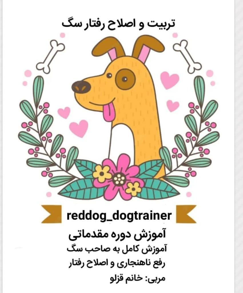 پانسیون شبانه روزی آموزش و تربیت سگ رد داگ reddog در لنگرود