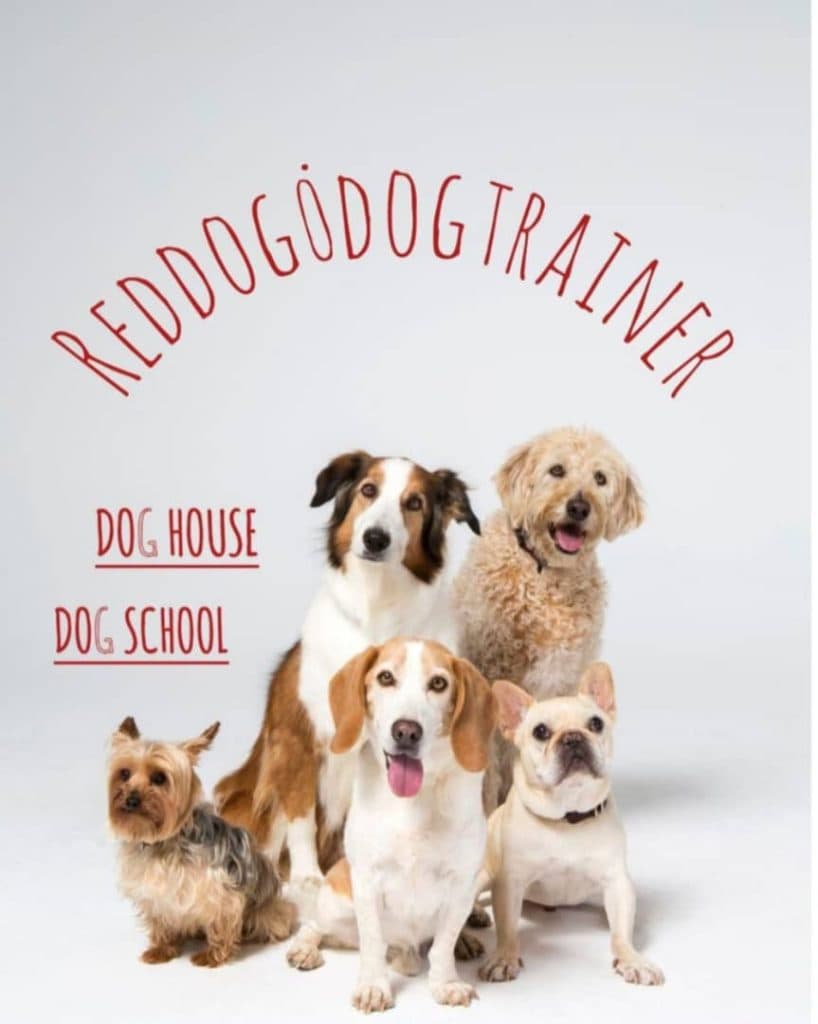پانسیون شبانه روزی آموزش و تربیت سگ رد داگ reddog در لنگرود