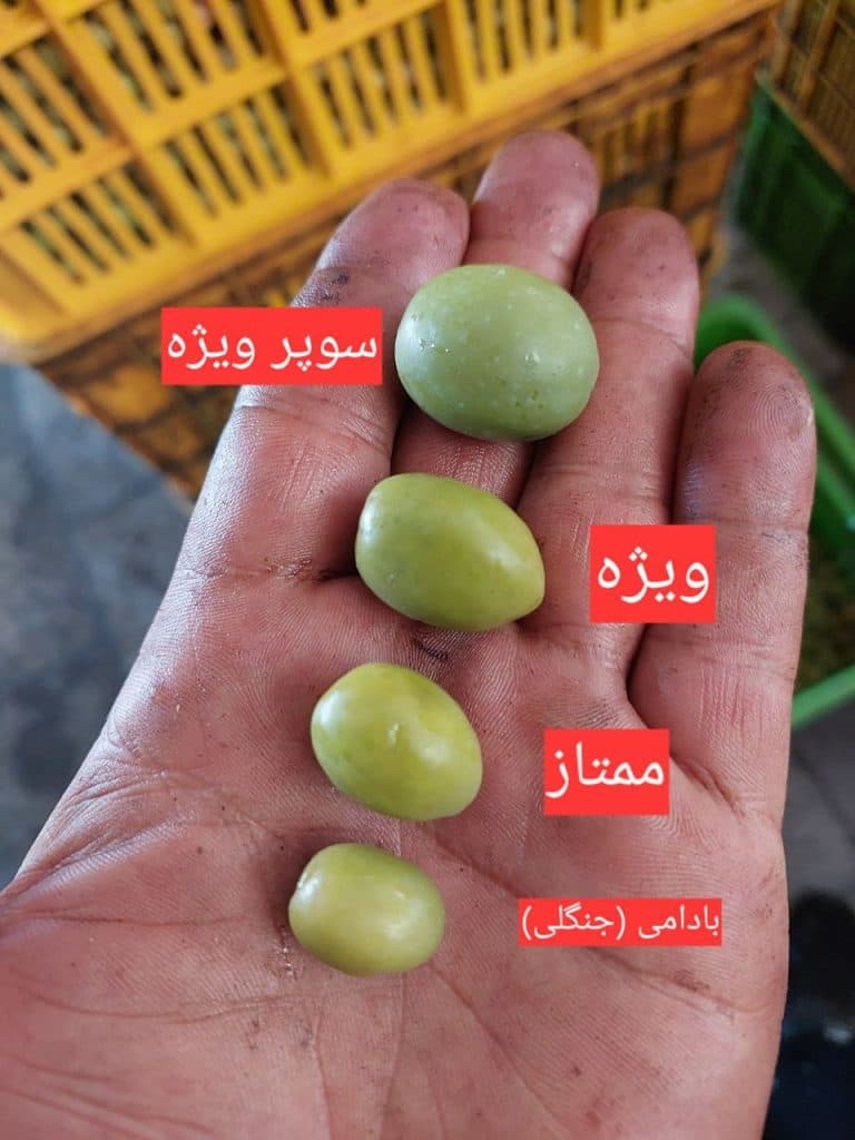 مرکز پخش زیتون جعفری در رشت