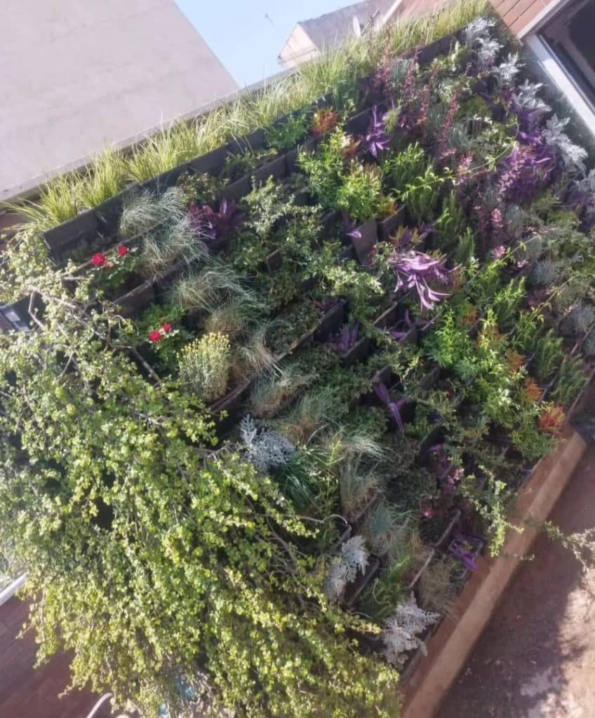 تکثیر و فروش گیاهان آپارتمانی و باغچه ای گلخانه امیر در جنت آباد تهران