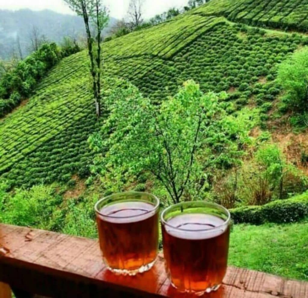 فروش عمده و فله چای ارگانیک خیری در لاهیجان
