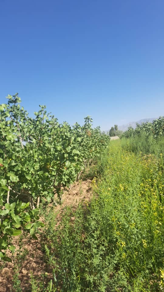 پیوندکاری نهال و درخت سلطانی در اصفهان