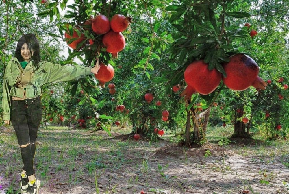 هایپر میوه همزه در فلکه گاز رشت