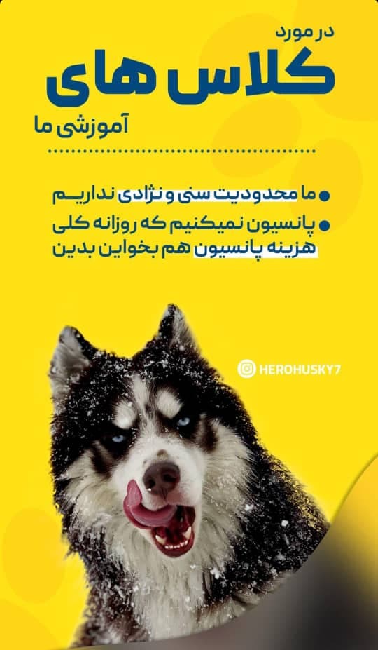 آموزش و تربیت سگ هیروهاسکی در تهران