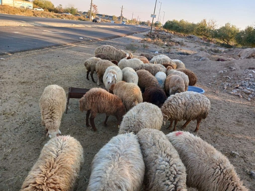 فروش و کشتار گوسفند زنده یوسف در شهرری