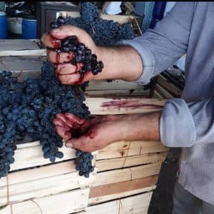 پخش میوه و انگور دیمی شانی سردشت