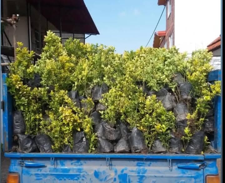 فروش گل و گیاه نهالستان مقدم در ورامین
