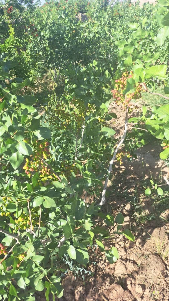 پیوندکاری نهال و درخت سلطانی در اصفهان