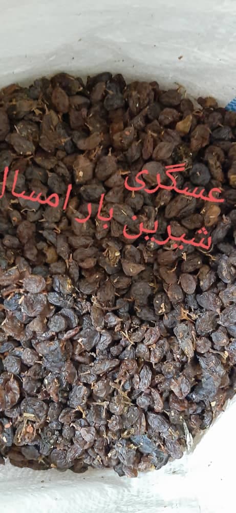 فروش عمده کشمش موسی پور در میدان گیل رشت