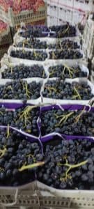 تولید و صادرات میوه جات و مرکبات سردار در ارومیه