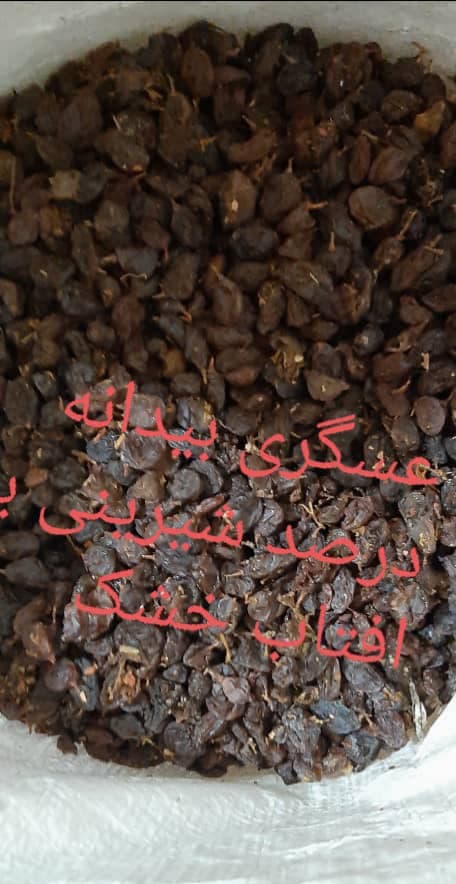 فروش عمده کشمش موسی پور در میدان گیل رشت