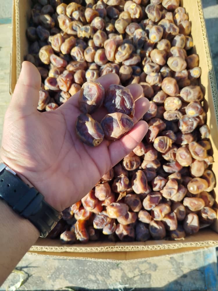 تولید و پخش خرما و رطب منصوری در آبادان