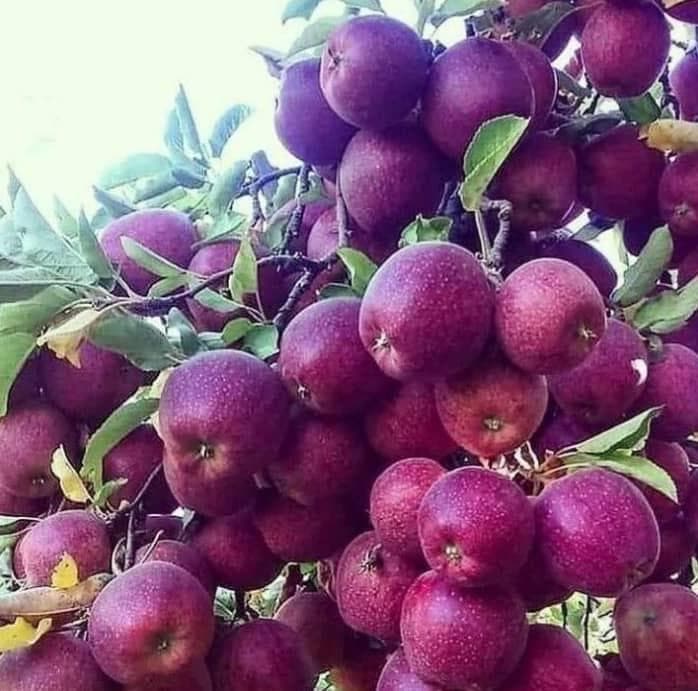 تولید و فروش نهال بادام و گردو نهالستان شرفی در اقلید