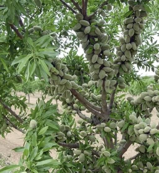 تولید و فروش نهال بادام و گردو نهالستان شرفی در اقلید