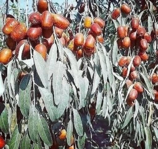 تولید و فروش نهال بادام و گردو نهالستان شرفی در اقلید