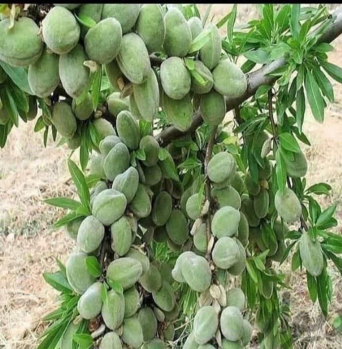 تولید و فروش نهال بادام و گردو نهالستان شرفی در اقلید