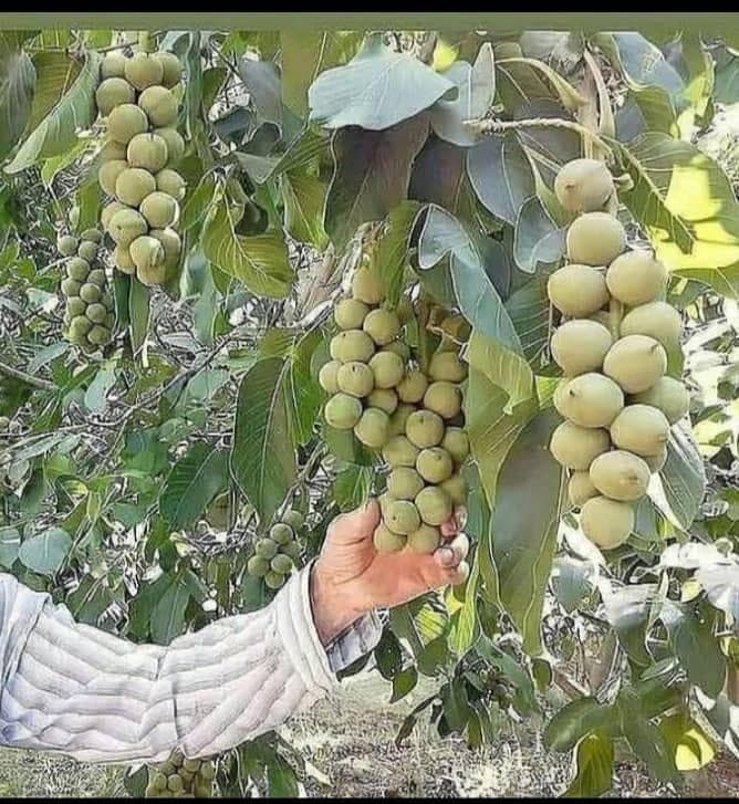 تولید و فروش نهال بادام و گردو نهالستان شرفی در اقلید