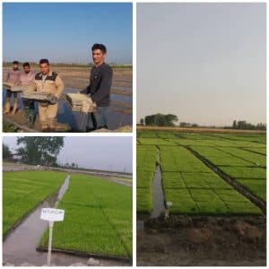 بانک نشا تیمجار در گرگان