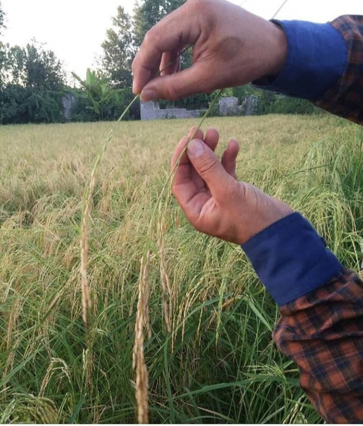 نمایندگی پخش و فروش کود معدنی و ارگانیک آشوبی در رودسر