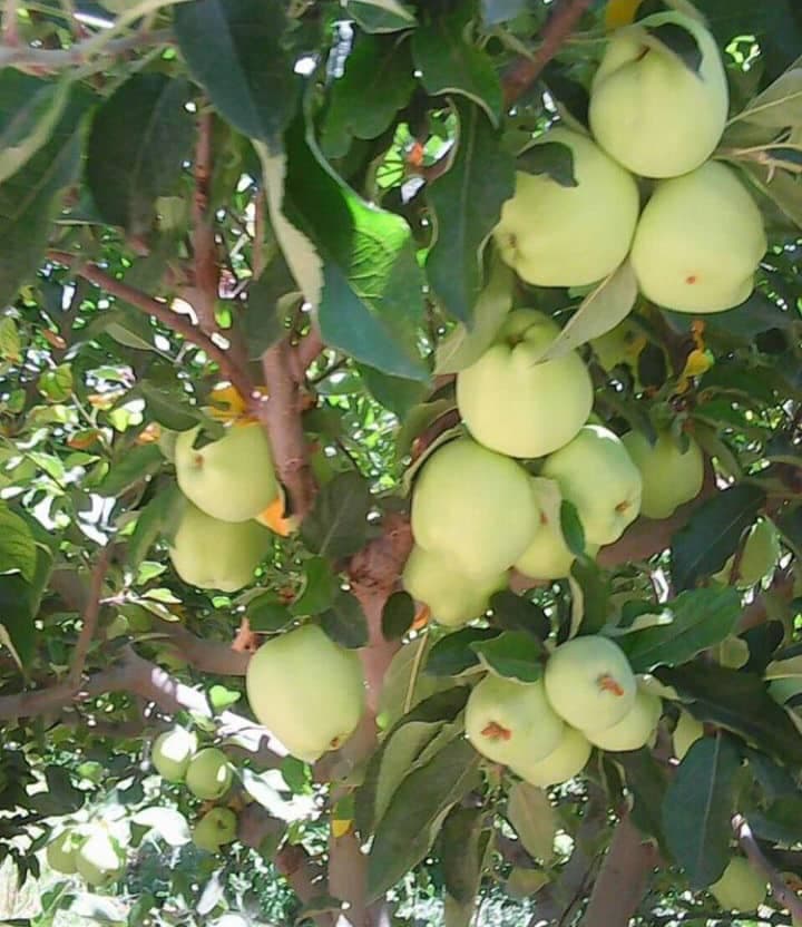 نمایندگی پخش و فروش کود معدنی و ارگانیک آشوبی در رودسر