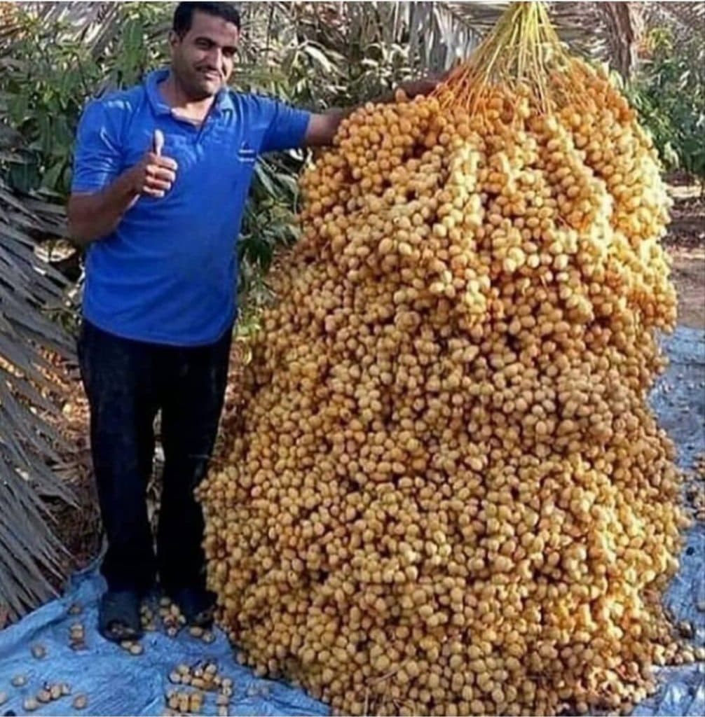 نمایندگی پخش و فروش کود معدنی و ارگانیک آشوبی در رودسر