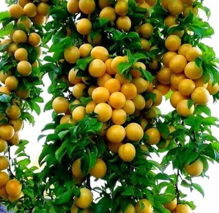 نمایندگی پخش و فروش کود معدنی و ارگانیک آشوبی در رودسر