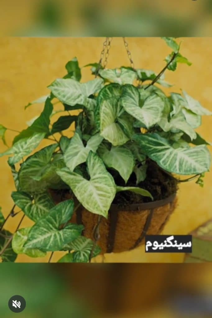 گل فروشی کنتیا در سبزوار
