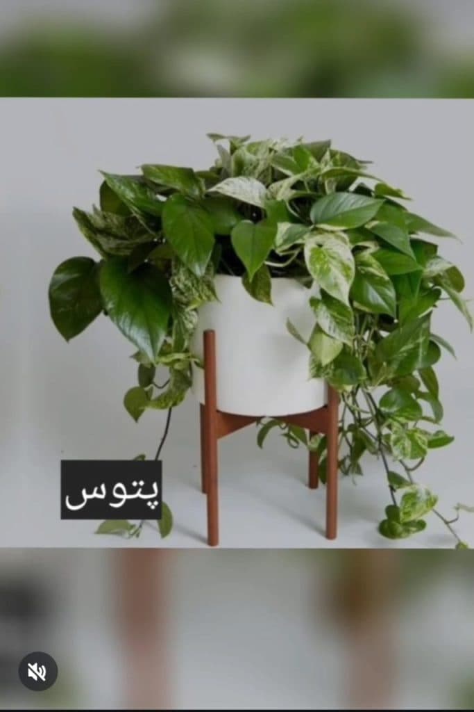 گل فروشی کنتیا در سبزوار