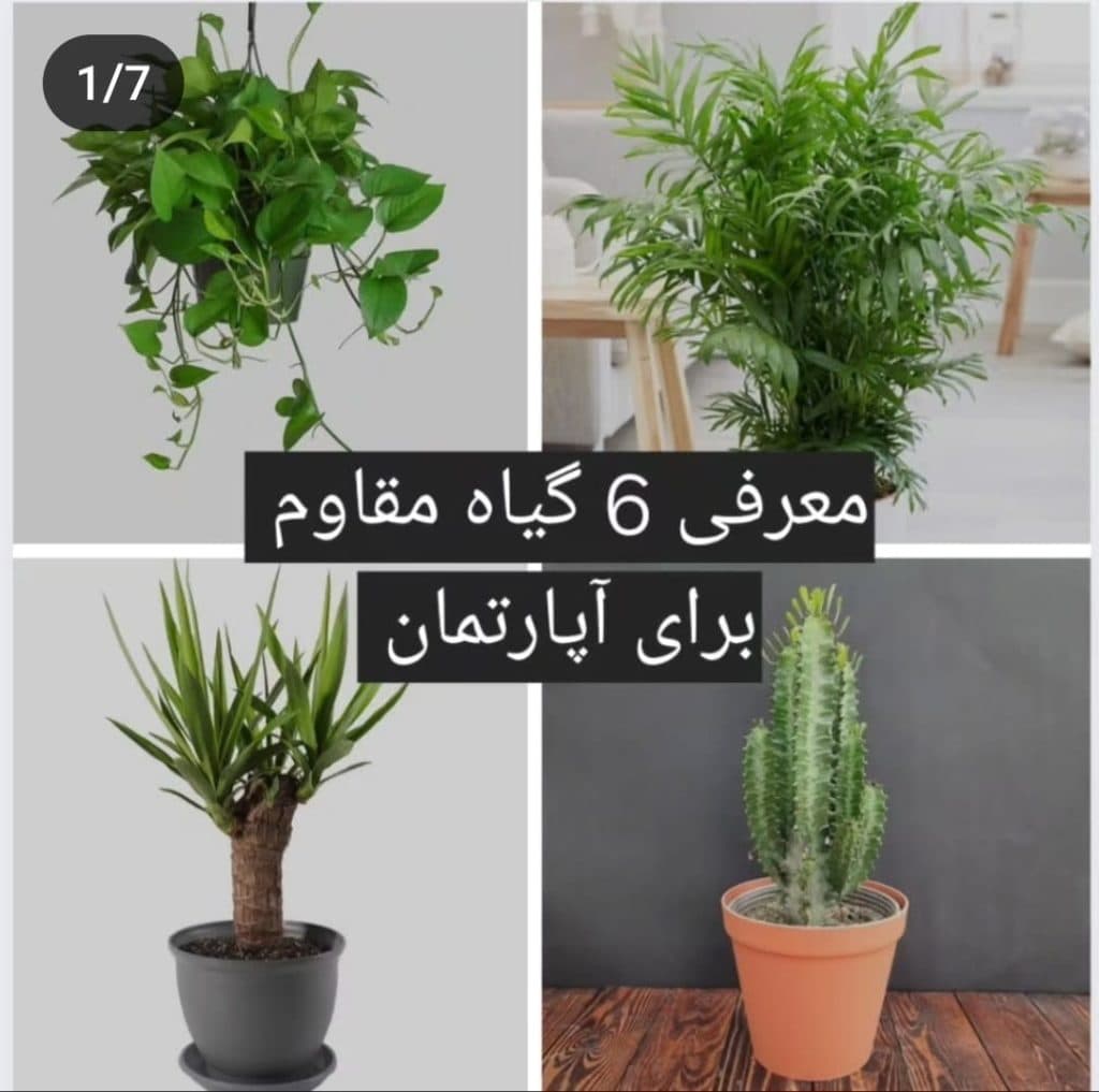 گل فروشی کنتیا در سبزوار
