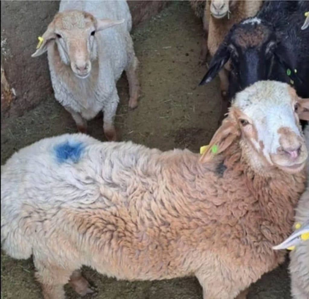 هایپر گوشت عطا خیابان امام تبریز