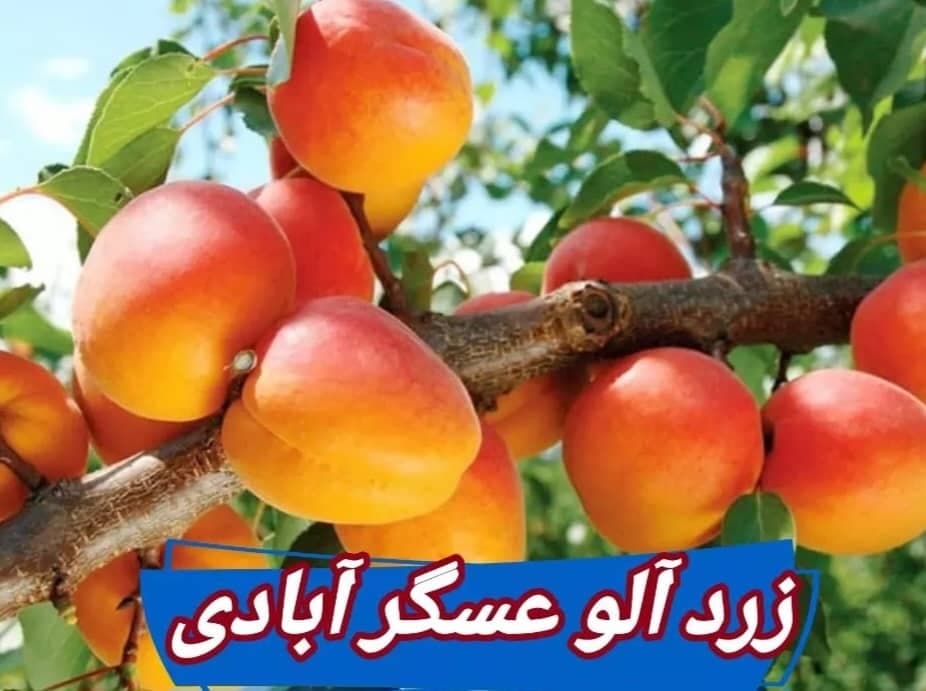 تولید نهال میوه نهالستان مرادی در میاندوآب