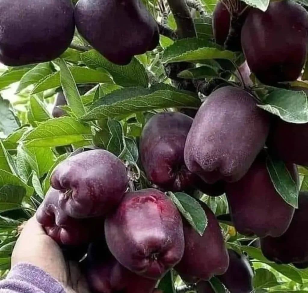 تولید نهال میوه نهالستان مرادی در میاندوآب