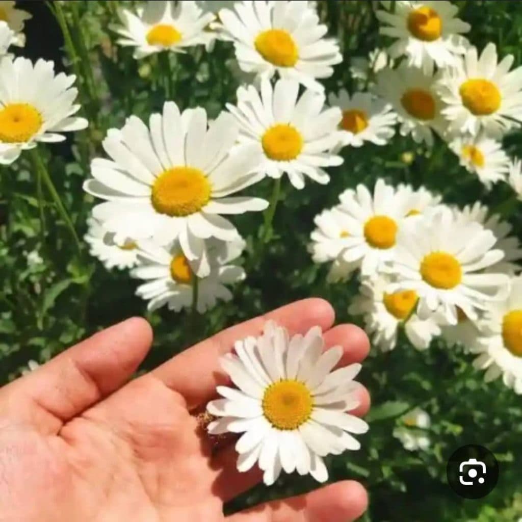 گل فروشی قصر هدیه در زاهدان