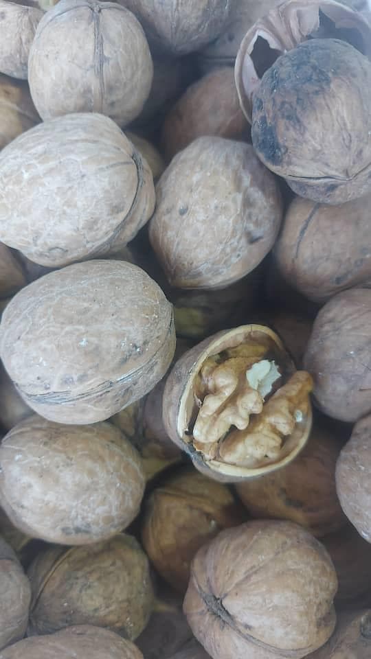 خرما سرای دشتستان غریبی در کرج