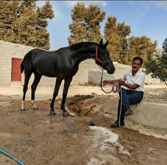 باشگاه پرورش اسب اهورا در مرودشت