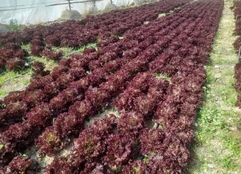 تولید و فروش نشا و بذر کاهو فرانسوی شکوهی در قزوین