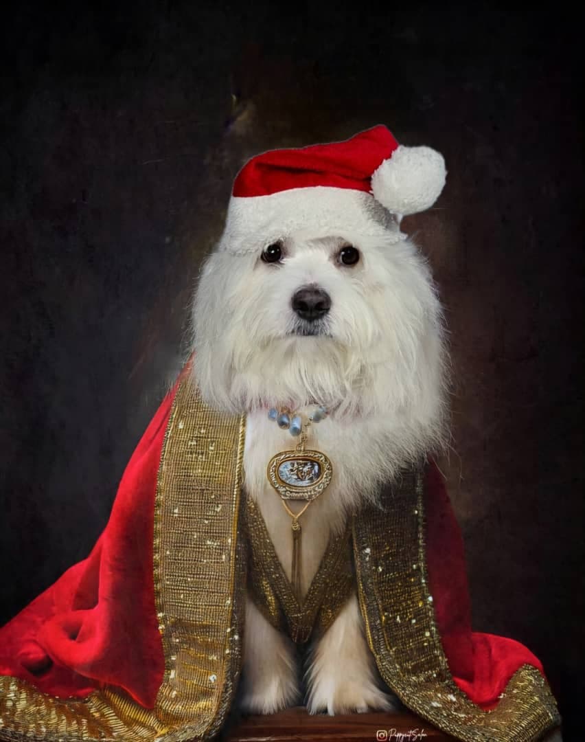 آرایشگر تخصصی حیوانات خانگی سگ و گربه عمو ارس در رشت