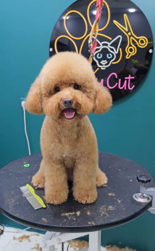 آرایشگر تخصصی حیوانات خانگی سگ و گربه عمو ارس در رشت